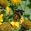 Great Black Wasp