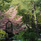 Pink and cherry Dogwood Blossoming