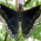 Promethea Silk Moth (Male)