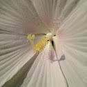 Mallow Hibiscus, Swamp Rose Mallow