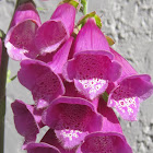 Foxglove