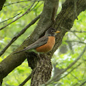 American Robin
