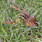 Least chipmunk