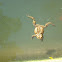 European toad