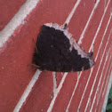 Mourning Cloak