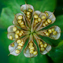 Eranthis seeds