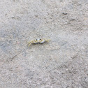 Ghost Crab