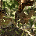 Klipspringer