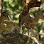 Klipspringer