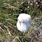 Cotton Sedge