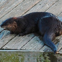 North American River Otter
