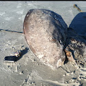 Horseshoe crab