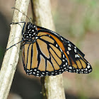 Monarch Butterfly