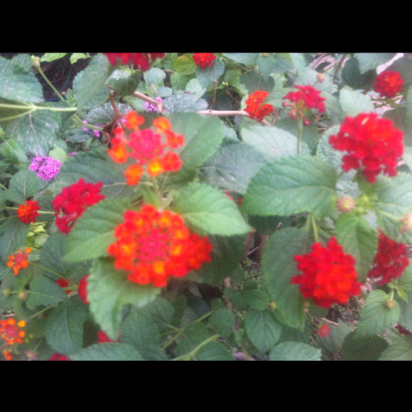 Spotting Image 1