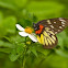 Redbase Jezebel