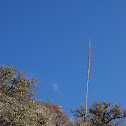 Century plant