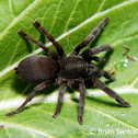 Philippine dwarf tarantula