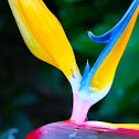 Bird of Paradise