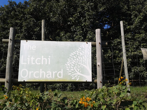 The Lichi Orchard