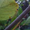 Sawfly Larva