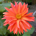 Dahlia