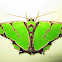 Moth