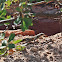 Unknown lizard