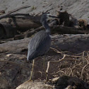 Heron