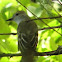 Bird (Nicaragua)