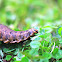 Sweetpotato Hornworm