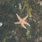 starfish