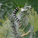 Redbud leaf-folder (larvae)