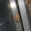 Eastern Cicada-Killer Wasp