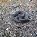 Mississippi Green Watersnake
