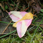 Rosy Maple Moth