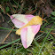 Rosy Maple Moth