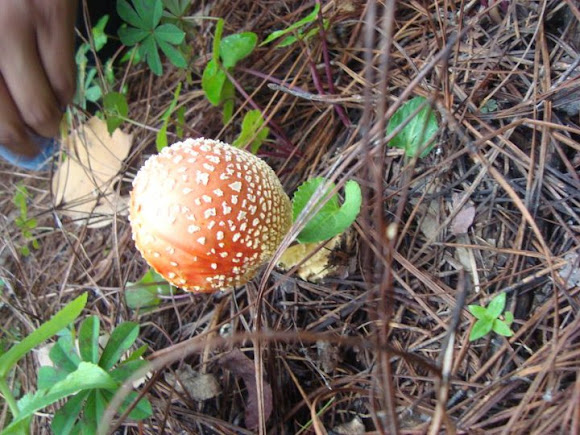 Spotting Image 1