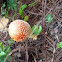 Amanita