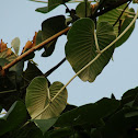 अधोगुडा Woolly Morning Glory