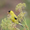 Goldfinch