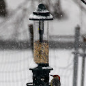 Red-bellied Woodpecker