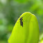mosquito