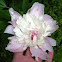 Peony