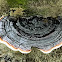 bracket fungus