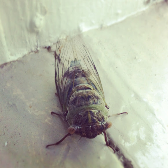 Spotting Image 1