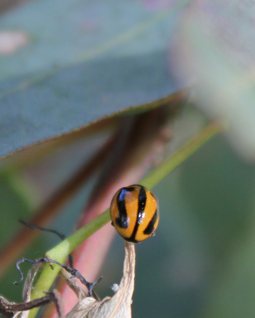 Striped Ladybird