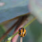 Striped Ladybird