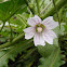 Malva