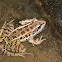 Pickerel Frog