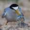 Least Tern